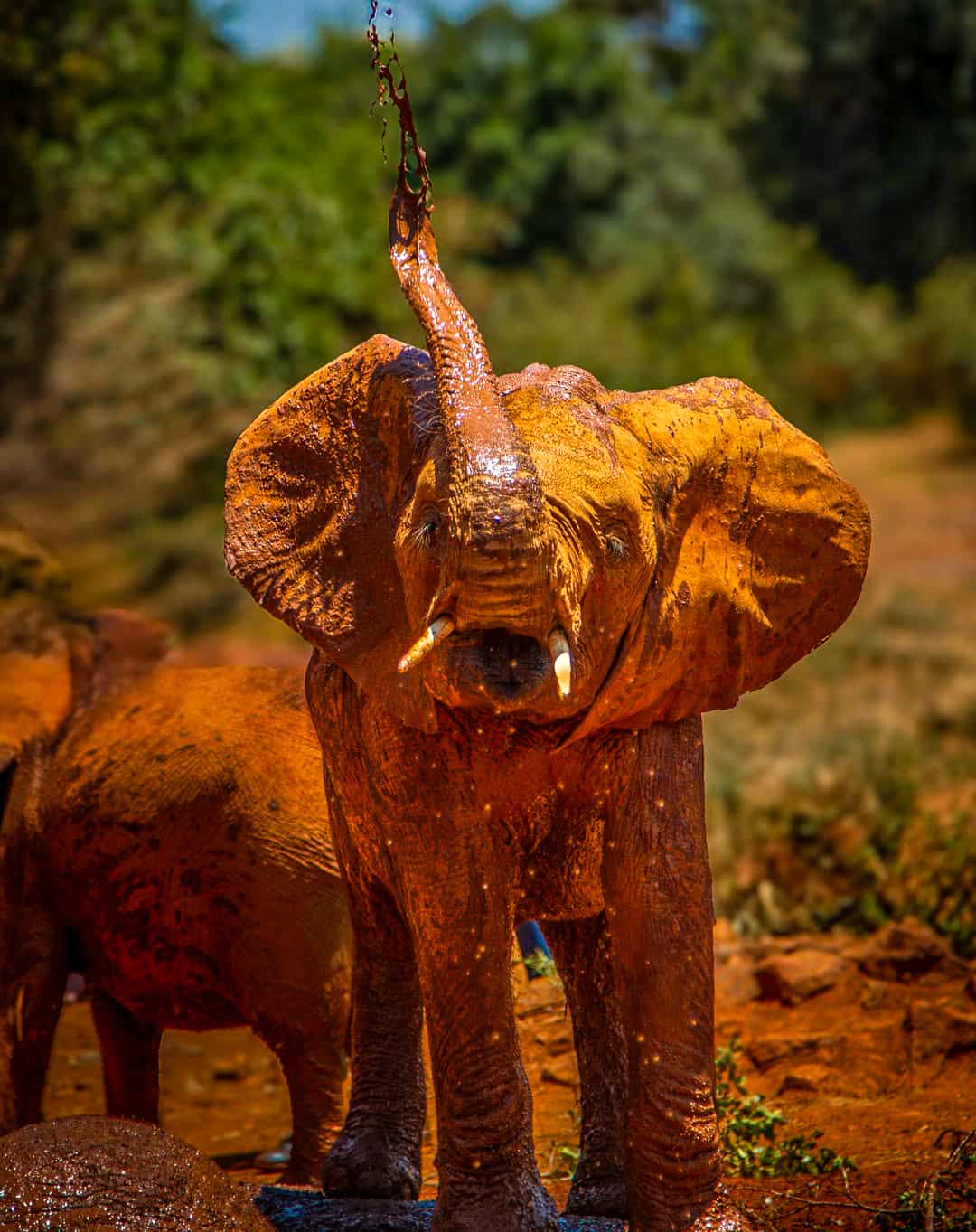 David Sheldrick Wildlife Trust