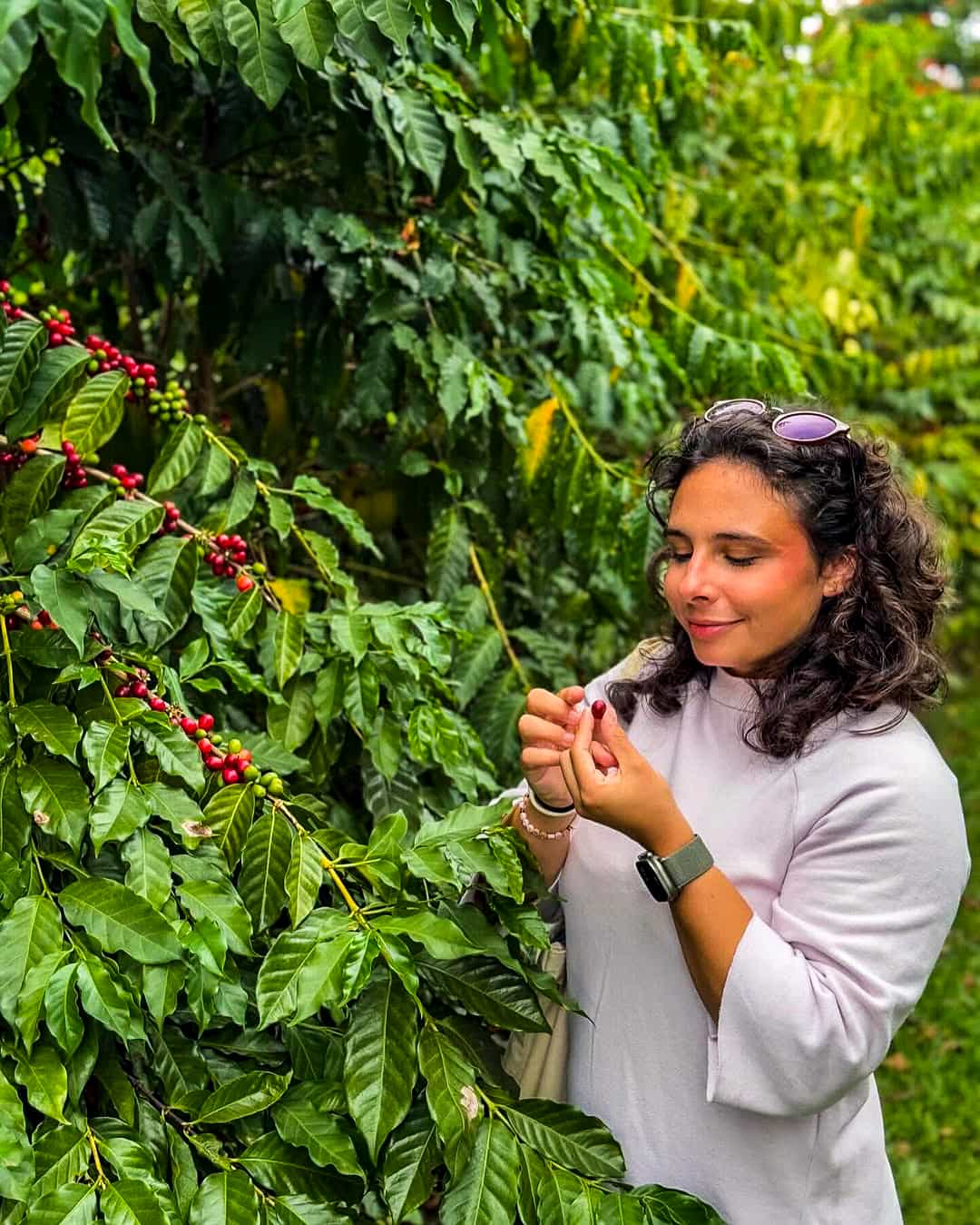 Coffee Farm Tour